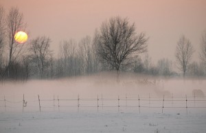 nebbia